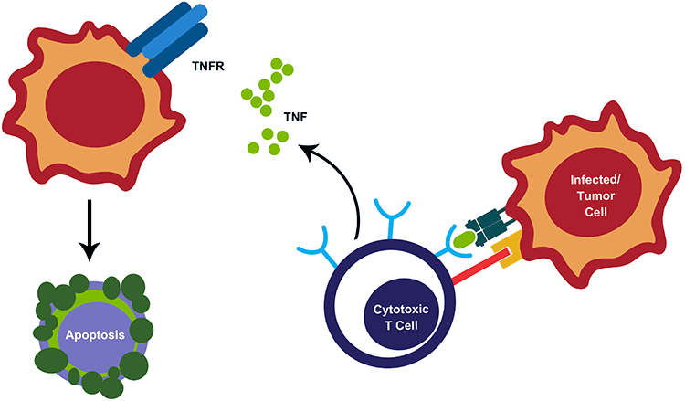 Indirect CTL-mediated killing Indirect CTL-mediated killing
