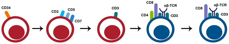 Graphical illustration of CD8+ T cell (cytotoxic T cells) development Graphical illustration of CD8+ T Cell (cytotoxic T cell) development, beginning as lymphoid progenitors and proceeding through a double-negative phase followed by a double positive phase for both CD8 and CD4, before becoming single positive for CD8