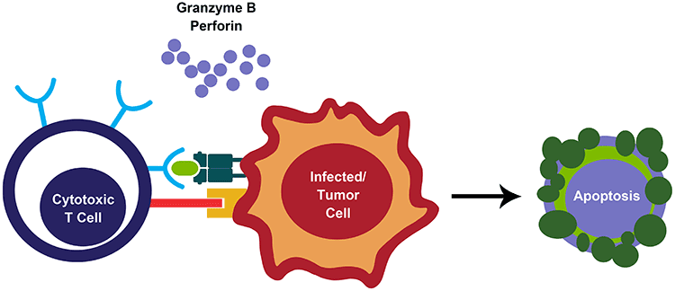 Direct CTL-mediated killing—perforin and granzyme B Direct CTL-mediated killing—perforin and granzyme B