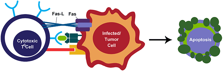 Direct CTL-mediated killing—death receptors Direct CTL-mediated killing—death receptors