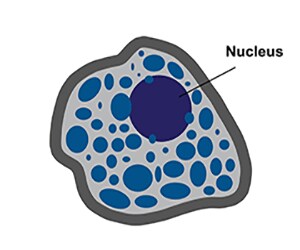 Artist rendition of a mast cell Artist rendition of a mast cell