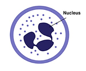 Artist rendition of a neutrophil Artist rendition of a neutrophil