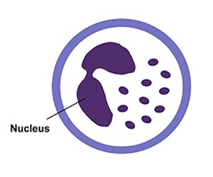 Artist rendition of a basophil Artist rendition of a basophil