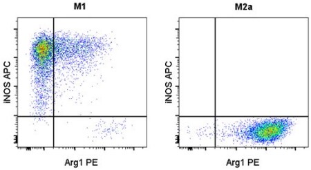 巨噬细胞刺激研究图表 显示巨噬细胞标志物表达与刺激的关系的双组图