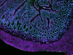 CellMask Deep Red Actin Tracking Stain labeling in IHC protocol