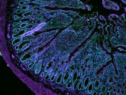 CellMask Deep Red Actin Tracking Stain labeling in IHC protocol
