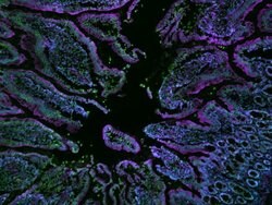 CellMask Deep Red Actin Tracking Stain labeling in IHC protocol