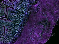 CellMask Deep Red Actin Tracking Stain labeling in IHC protocol