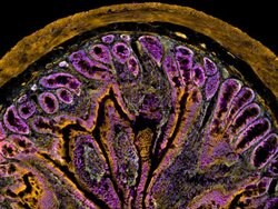 CellMask Deep Red Actin Tracking Stain labeling in IHC protocol