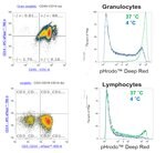用于检测吞噬作用的 pHrodo&trade; BioParticles&trade; 偶联物和用于流式细胞分析的吞噬作用检测试剂盒