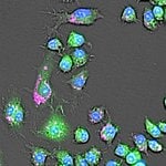 用于检测吞噬作用的 pHrodo&trade; BioParticles&trade; 偶联物和用于流式细胞分析的吞噬作用检测试剂盒