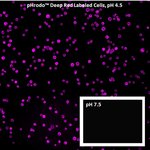 pHrodo&trade; Deep Red 哺乳动物和细菌细胞标记试剂盒