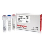 单细胞裂解试剂盒