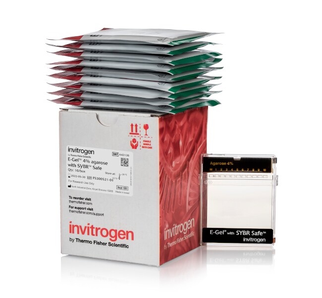 含有 SYBR&trade; Safe DNA 凝胶染料的 E-Gel&trade; 琼脂糖凝胶，2%
