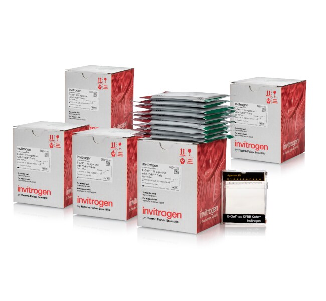 含有 SYBR&trade; Safe DNA 凝胶染料的 E-Gel&trade; 琼脂糖凝胶，2%