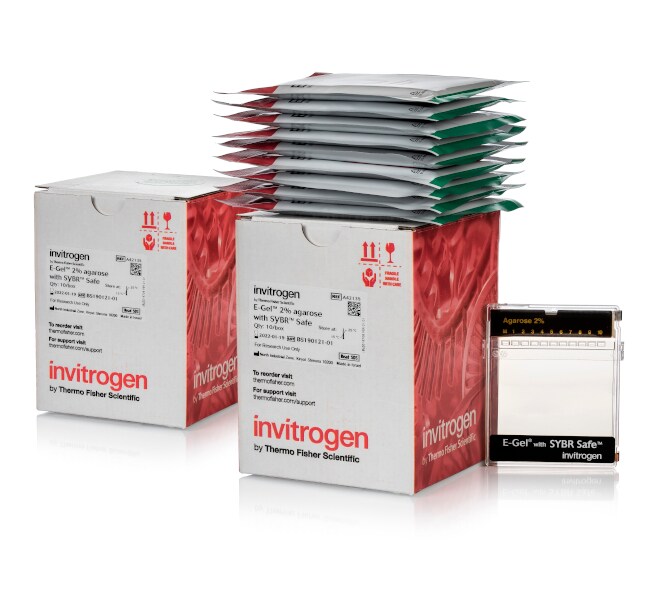 E-Gel™ Agarose Gels with SYBR™ Safe DNA Gel Stain