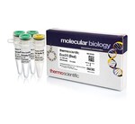 Eco31I (BsaI) (10 U/&mu;L)