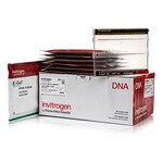 E-Gel&trade; 48 琼脂糖凝胶，内含 SYBR&trade; Safe DNA 凝胶染色剂，4%