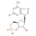 8-Bromoadenosine-3',5'-cyclic monophosphate