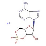 Adenosine-3',5'-cyclic monophosphate sodium salt, 99%