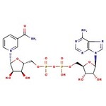beta-Nicotinamide adenine dinucleotide, 97%