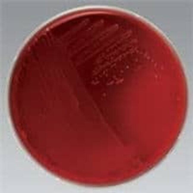 Remel™ 霉菌抑制琼脂(含氯霉素)