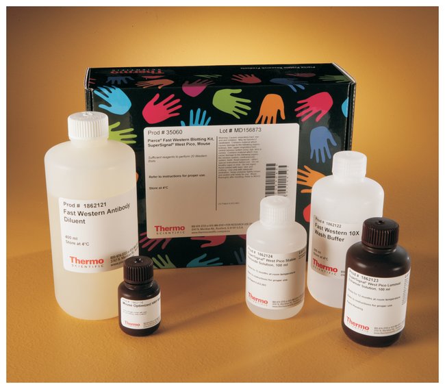 Pierce&trade; 快速 Western 试剂盒，SuperSignal&trade; West Pico，小鼠