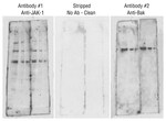 Restore&trade; PLUS Western Blot Stripping Buffer
