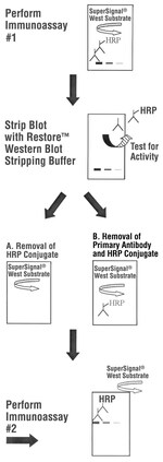 Restore&trade; PLUS Western Blot Stripping Buffer