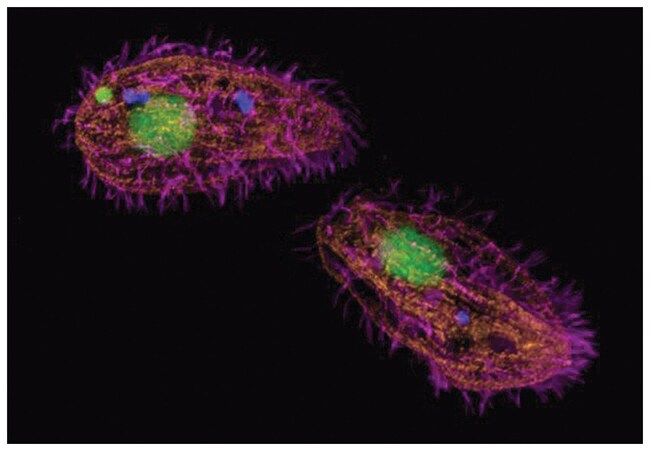 SlowFade&trade; Gold Antifade Mountant