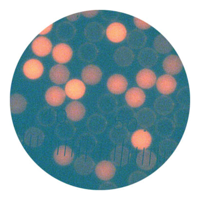Cyto-Plex™ 羧基微粒