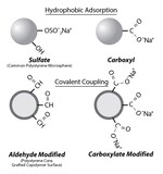 Color-Rich Dyed Carboxylate-Modified Particles