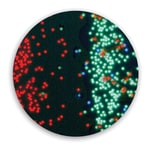 Fluoro-Max 绿色和红色干性荧光微粒