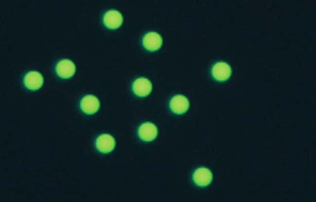Fluoro-Max 绿色和红色干性荧光微粒