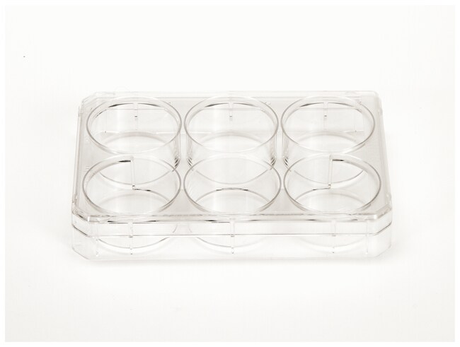 Nunc&trade; 多孔细胞培养板，经细胞培养处理