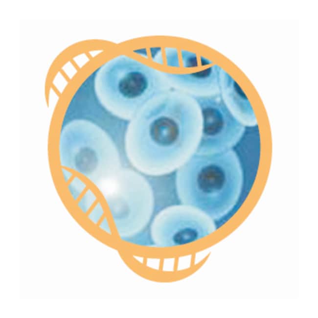 KingFisher™ Pure RNA Tissue Kit