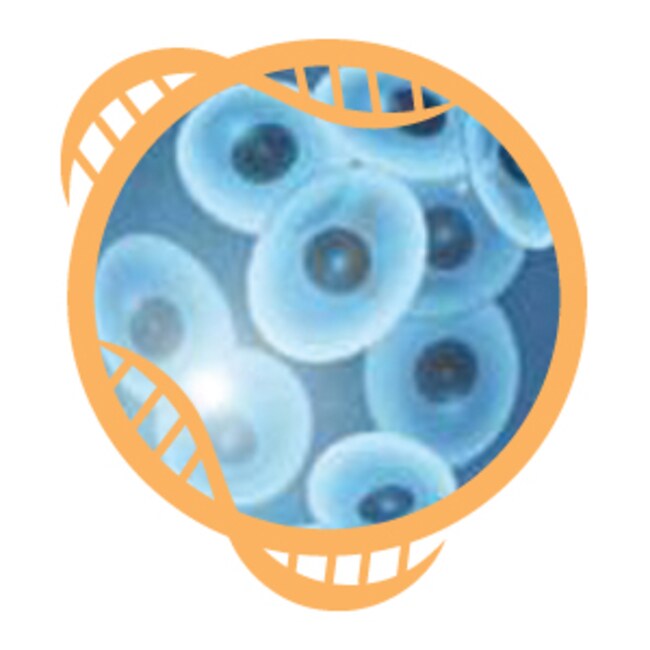 KingFisher™ Pure RNA Tissue Kit