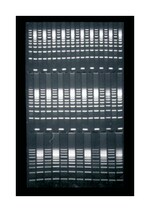 Owl&trade; A1 Large Gel System