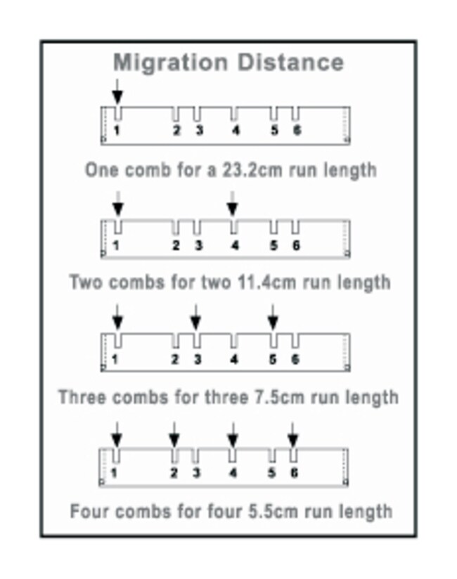 Owl™ A1 大凝胶电泳系统标准梳