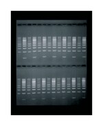 Owl&trade; EasyCast&trade; B1 Mini Gel Electrophoresis Systems