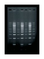 Owl&trade; C2-S 微电泳系统