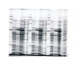 Owl&trade; 双凝胶垂直电泳系统