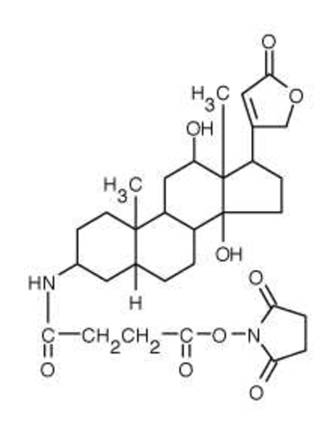 3-氨基-3-脱氧地高辛半琥珀酰胺,琥珀酰亚胺酯