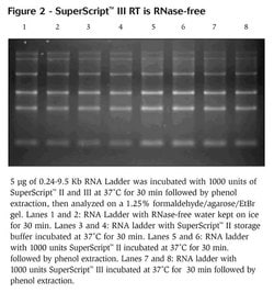 SuperScript&reg; III RT is RNase-free.
