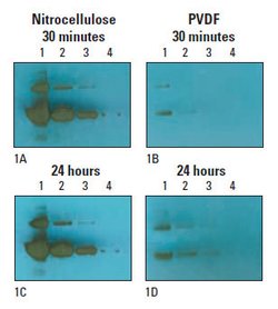 StartingBlock Blocking Buffer performance after stripping and reprobing