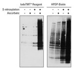 Pierce&trade; S-亚硝基化 Western 印迹试剂盒和 HENS 缓冲液