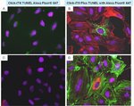 用于原位细胞凋亡检测的 Click-iT&trade; Plus TUNEL 检测试剂盒