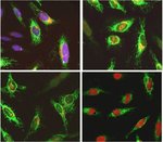用于原位细胞凋亡检测的 Click-iT&trade; Plus TUNEL 检测试剂盒