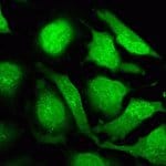 pHrodo&trade; Red and Green AM Intracellular pH Indicator Dyes