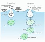 用于检测吞噬作用的 pHrodo&trade; BioParticles&trade; 偶联物和用于流式细胞分析的吞噬作用检测试剂盒